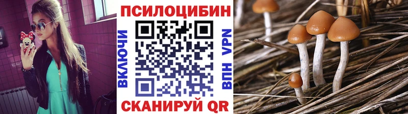 где продают наркотики  Камешково  Псилоцибиновые грибы мухоморы 